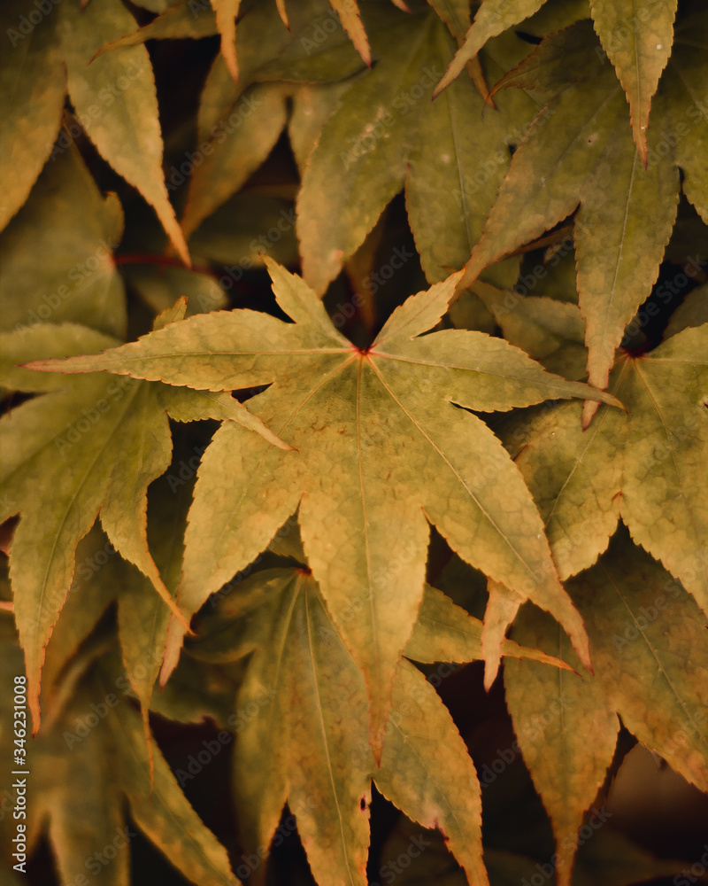 Fototapeta premium Autumn Leaves