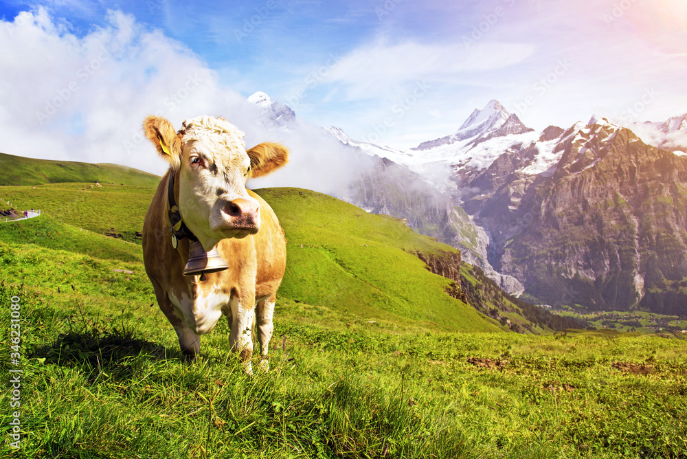 Fascinating landscape with a cow in the mountains in the mist of