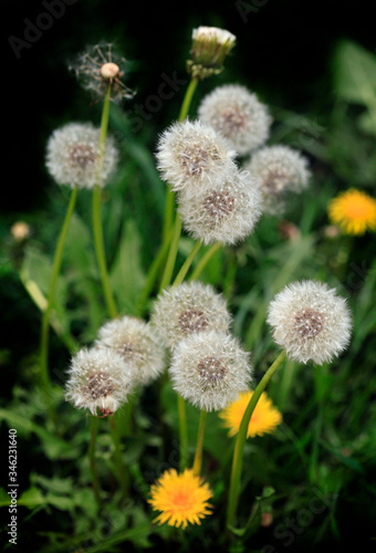 White dandelion on nature abckground