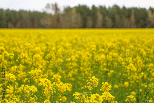 Yellow field rapeseed in bloom, selective focus.