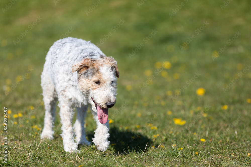 Tired of running, a white and gray mixed breed dog walks with a protruding tongue to cool off. Tired of running, a white and gray mixed breed dog walks with a protruding tongue to cool off.