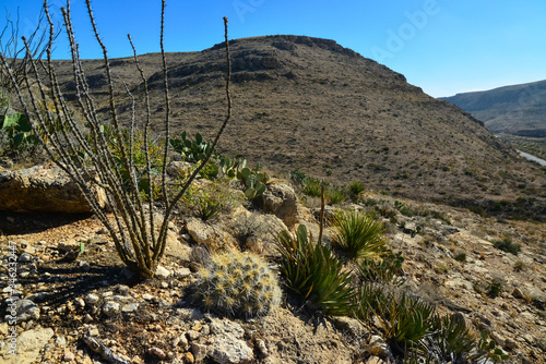 Cacti (Echinocereus sp.) and Opuntia, yucca, agaves and other desert plants in the mountains landscape in New Mexico, USA photo