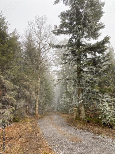 Mysterious alpine forest in spring. Hoar-frost and foggy cold weather created the fairy tale look of the forest. 