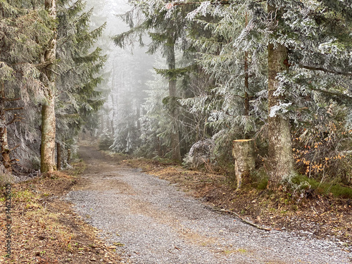 Mysterious alpine forest in spring. Hoar-frost and foggy cold weather created the fairy tale look of the forest.
 photo