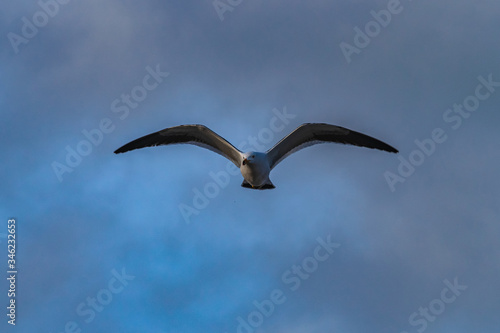 seagull flying with blue sky
