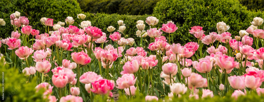 Fototapeta premium Meadow or field of pale pink tulips on blurred background of old city. Spring blossom flower bed in city landscape,selective focus.