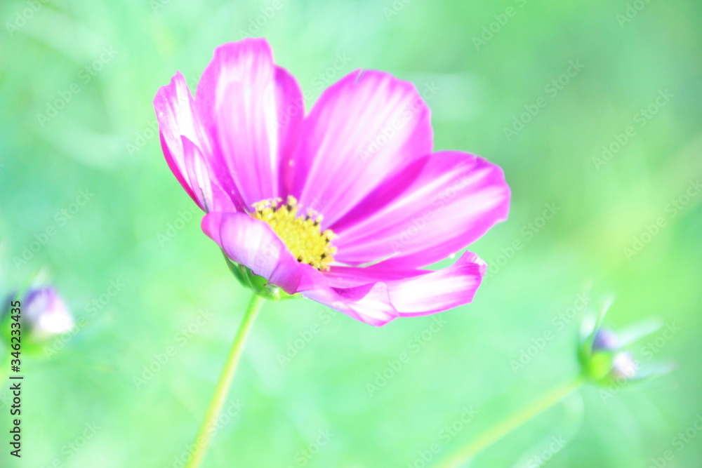 Fototapeta premium コスモス