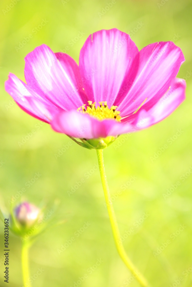 Fototapeta premium コスモス