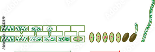 Life Cycle and lateral conjugation of Spirogyra (charophyte green algae) isolated on white background