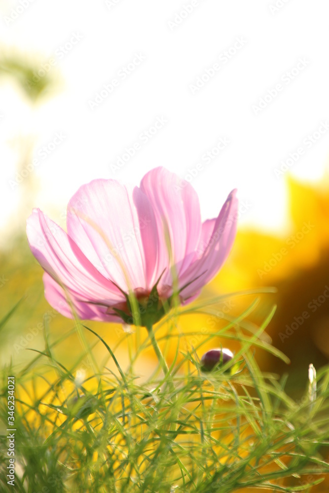 Fototapeta premium コスモス