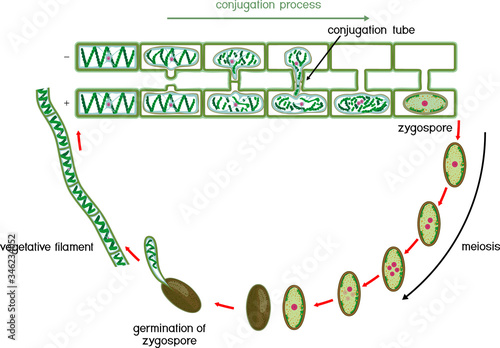 Life Cycle and lateral conjugation of Spirogyra (charophyte green algae) isolated on white background
