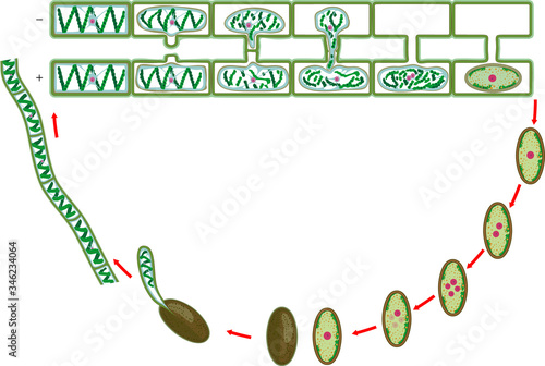 Life Cycle and lateral conjugation of Spirogyra (charophyte green algae) isolated on white background