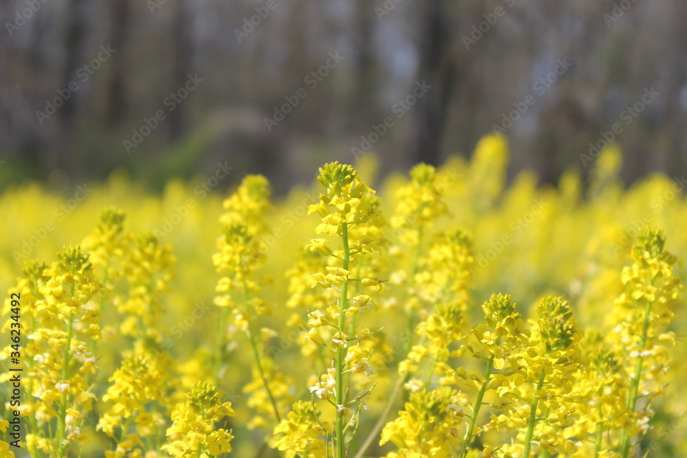 Field of yellow flowers closeup Field of yellow flowers closeup