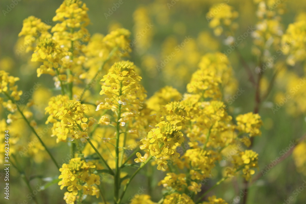 Field of yellow flowers on sunny day