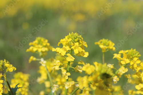 Field of yellow flowers close up