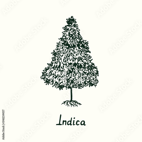 Indica cannabis plant isolated, outline simple doodle drawing, gravure style