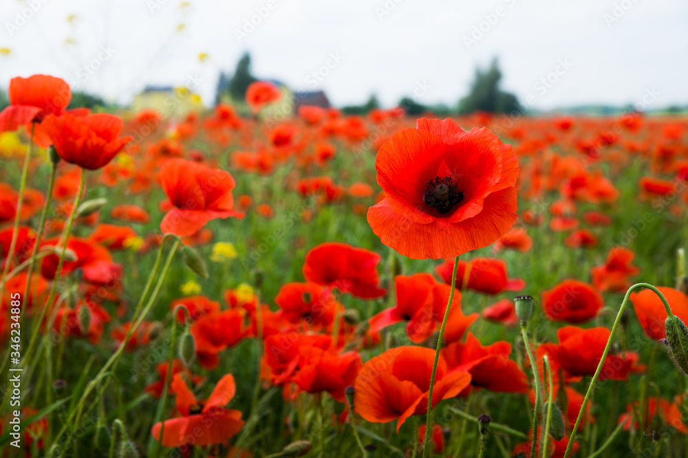 poppy flower on the field on a summer day close up