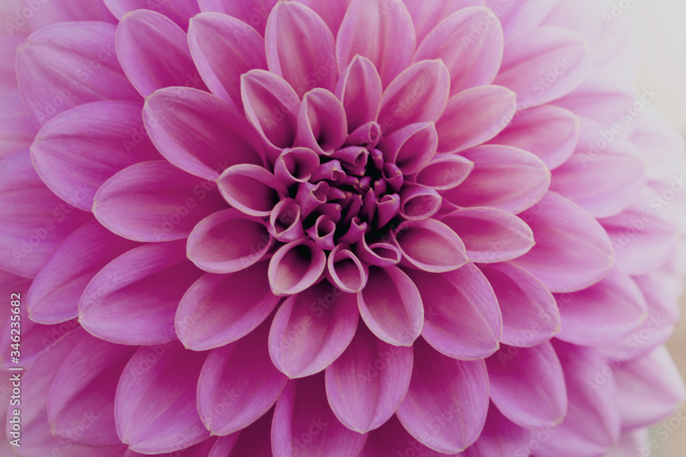 Defocused pink dahlia petals macro, floral abstract background. Close up of flower dahlia for background, Soft focus.