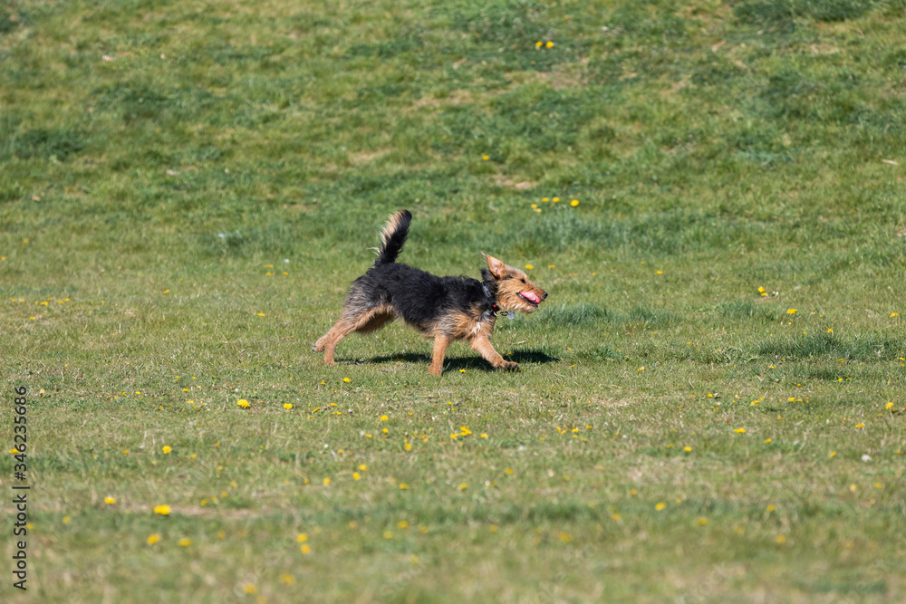 A young black and brown mixed breed dog walks with a small ball in his teeth and carries it to the owner. A young black and brown mixed breed dog walks with a small ball in his teeth and carries it to the owner.