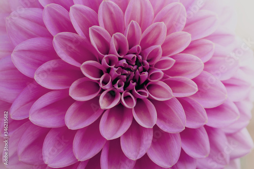 Defocused pink dahlia petals macro, floral abstract background. Close up of flower dahlia for background, Soft focus.