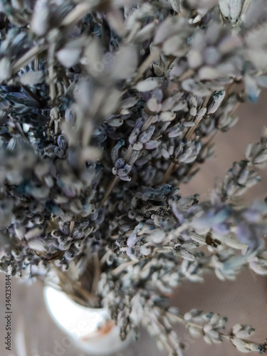 french purple dried lavender flowers
