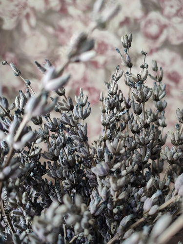 french purple dried lavender flowers