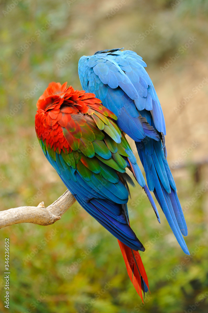 Obraz premium Plumages à dos de perroquets