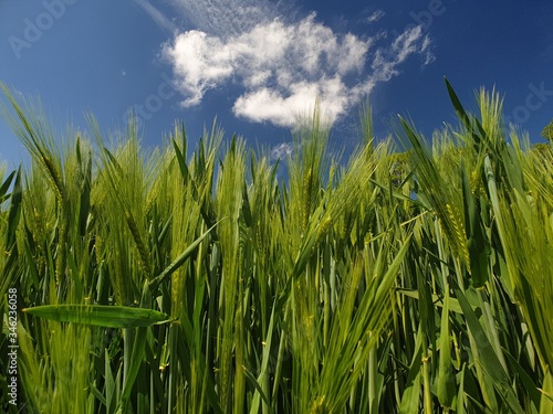 green wheat field