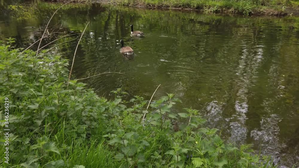 Clip of a pair of ducks swimming in a small river in English Countryside Clip of a pair of ducks swimming in a small river in English Countryside