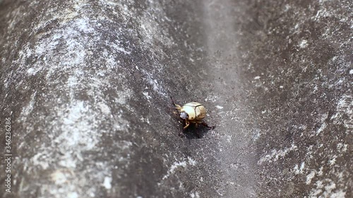 June beetle walking, turning upside down. photo
