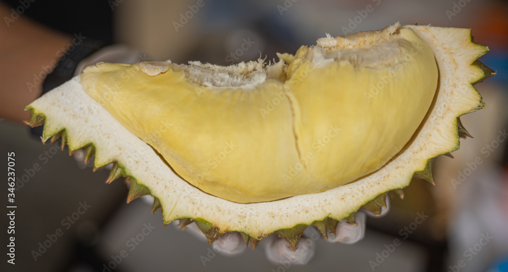 Ripe durian tropical fruit summer for sweet dessert or snack in Thailand Ripe durian tropical fruit summer for sweet dessert or snack in Thailand