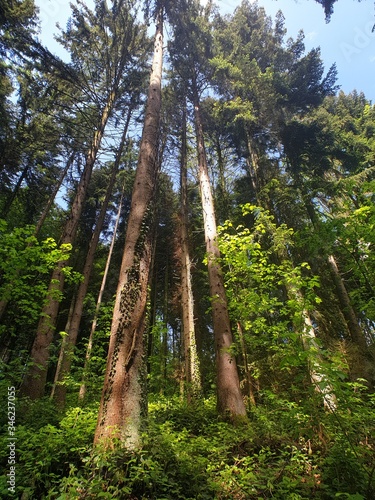 trees in the forest