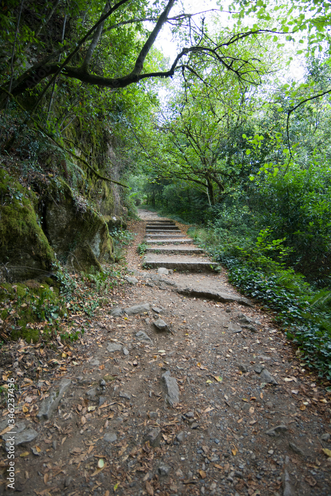 stone staircase between the forest trees