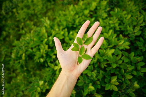 Ecology concept. Plant in hands. Nature green background. Caring and protecting nature.