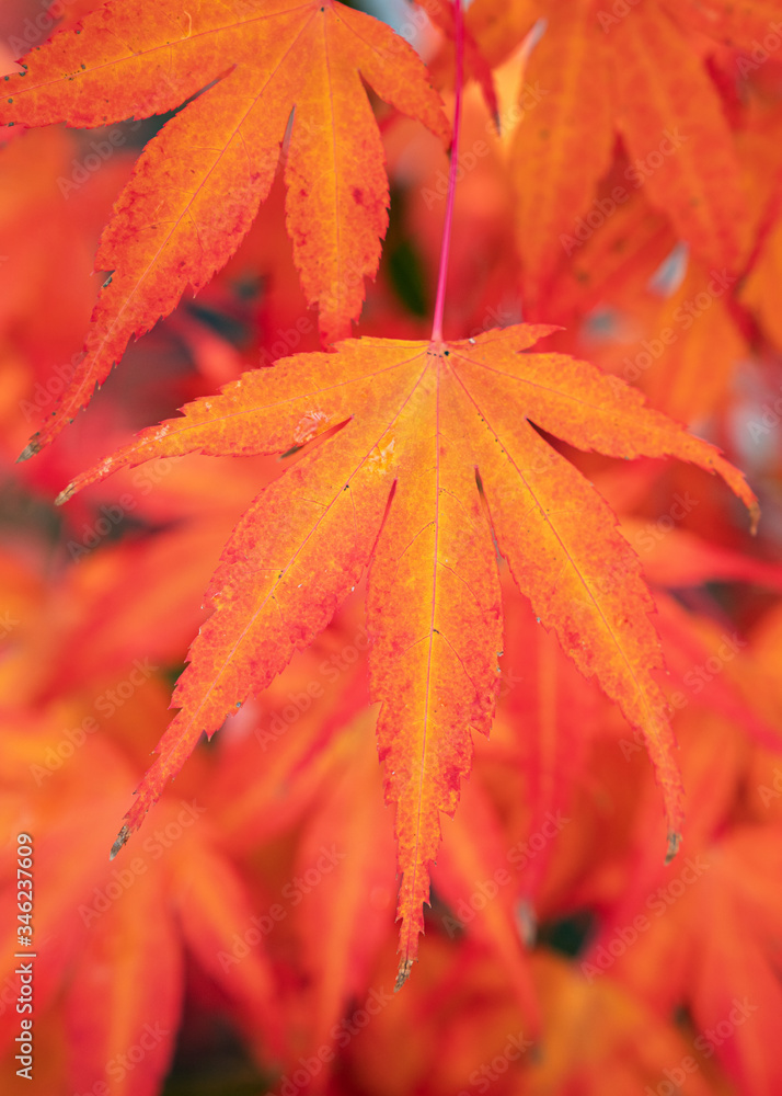 Topic autumn, colourful leafs Topic autumn, colourful leafs