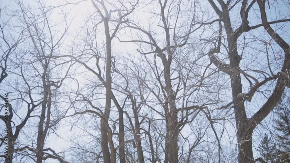 View Of Bald Trees And Branches With Bright Sky On The Background - Winter Landscape - panning up shot View Of Bald Trees And Branches With Bright Sky On The Background - Winter Landscape - panning up shot