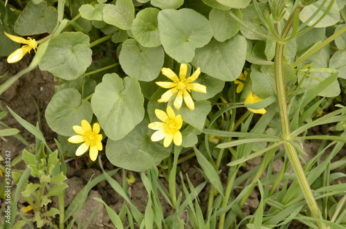 Spring. May. Fresh beautiful fragrant wildflowers and plants grow in the meadow.