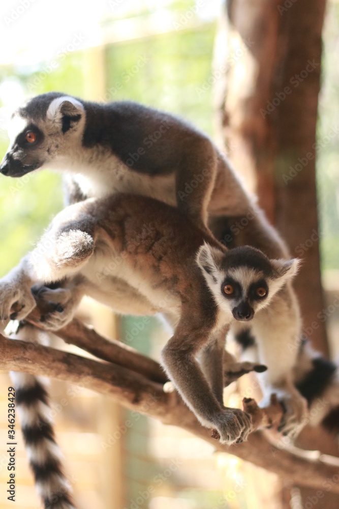 Fototapeta premium lemur on a tree