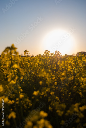 Sonnenuntergang im Rapsfeld