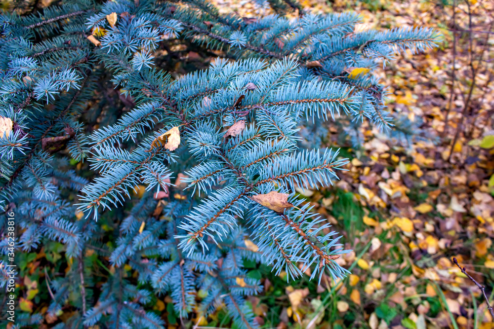 Blue spruce branch on a background of autumn leaves.
