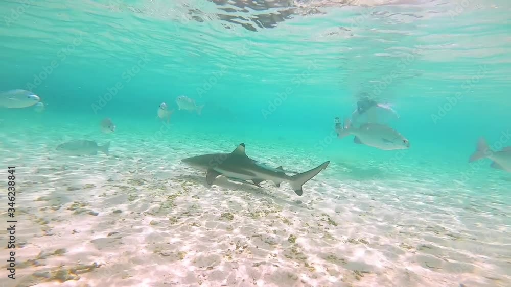 A blacktip reef shark is swimming by some people in a shallow sandy area A blacktip reef shark is swimming by some people in a shallow sandy area