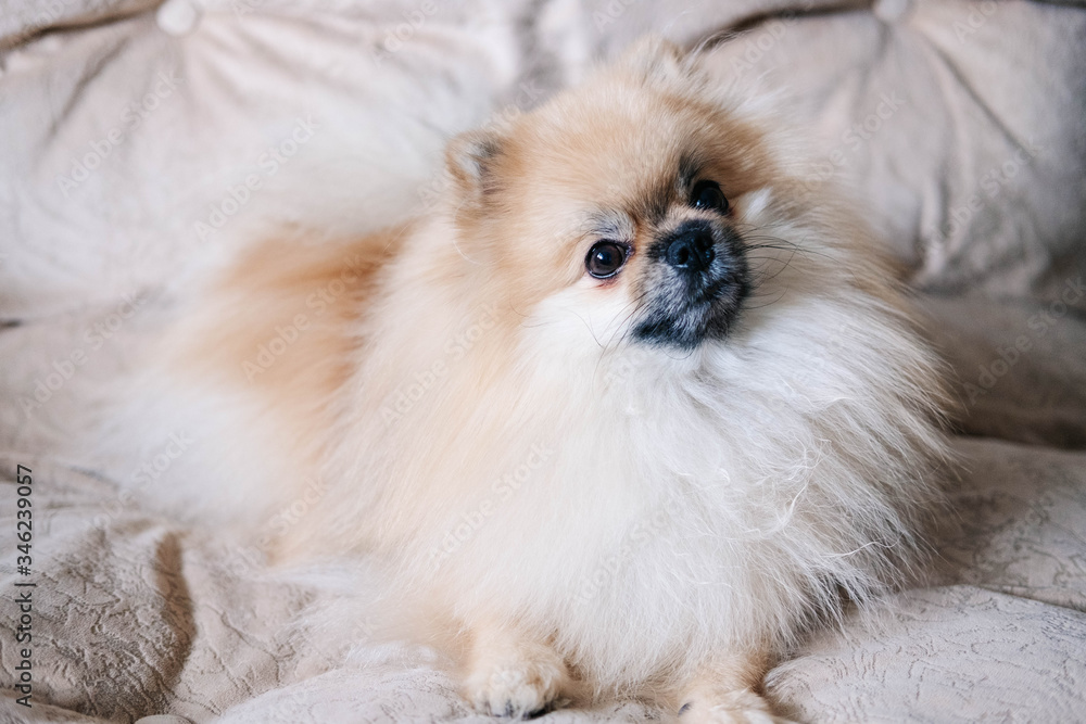 Pomeranian the dog is lying on the couch and is sad. 