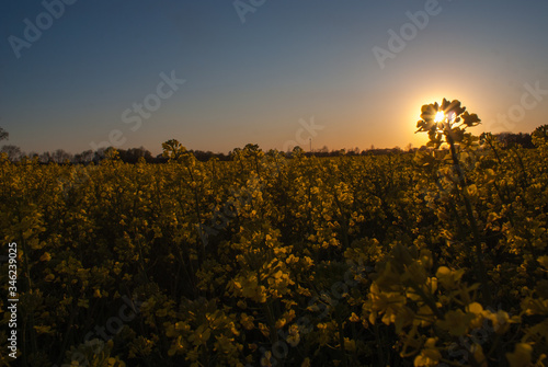 Bild auf Leinwand Sonnenuntergang im Rapsfeld