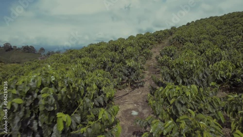 POV walking in amazing landscape  between coffee trees in a Colombian coffee farm. photo