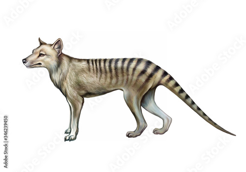 Thylacinus, marsupial wolf photo