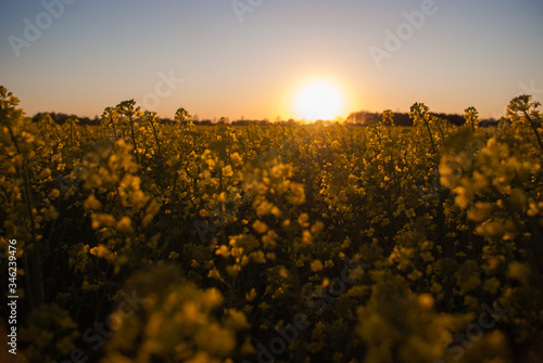 Tableau sur toile Sonnenuntergang im Rapsfeld