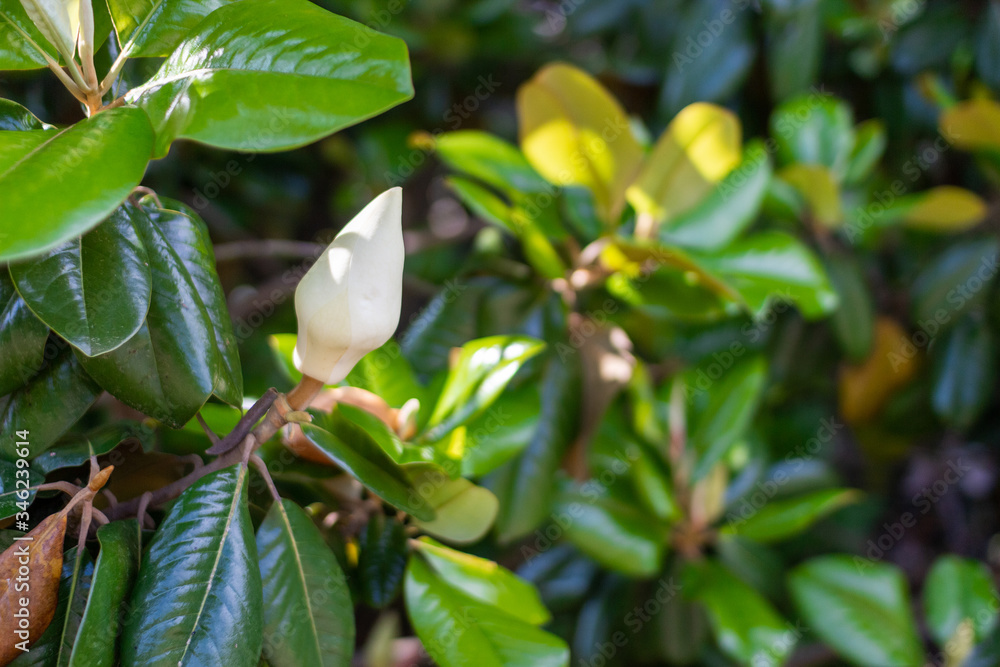 A large, creamy white southern magnolia flower is surrounded by glossy green leaves of a tree. White petal close up A large, creamy white southern magnolia flower is surrounded by glossy green leaves of a tree. White petal close up