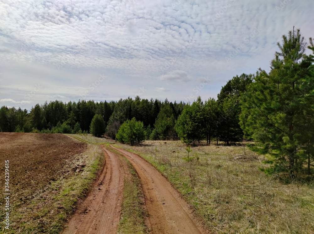 a road between a field and a pine forest against a blue sky with clouds