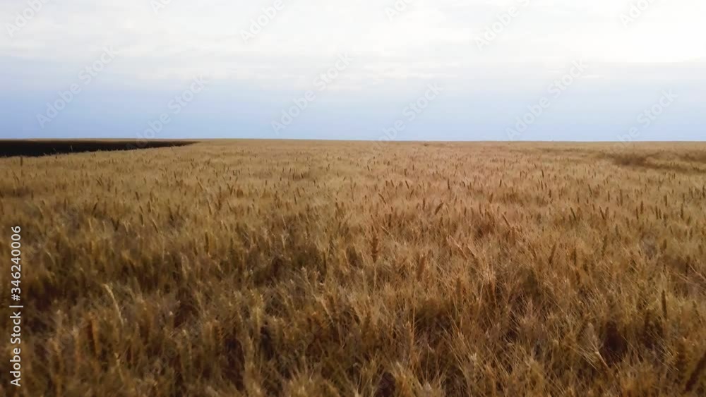 Aerial view of golden wheat field. Aerial video. Aerial view of golden wheat field. Aerial video.