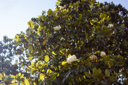 A large, creamy white southern magnolia flower is surrounded by glossy green leaves of a tree. White petal close up